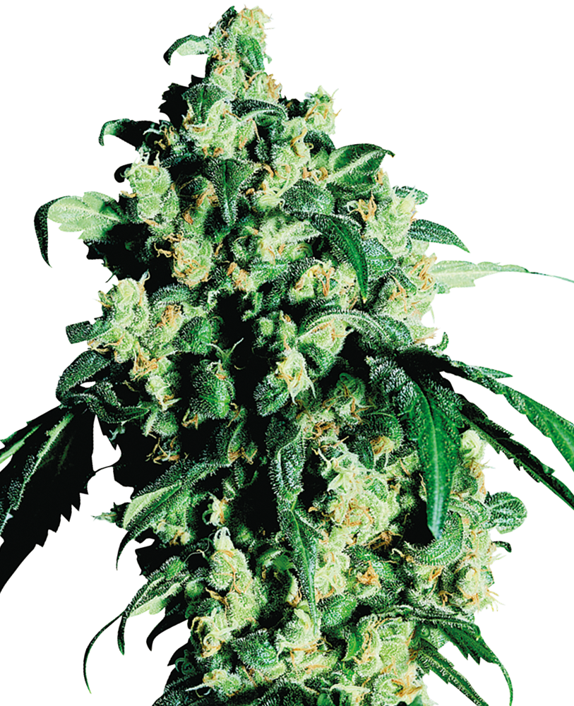 Sensi Seeds Super Skunk feminisiert