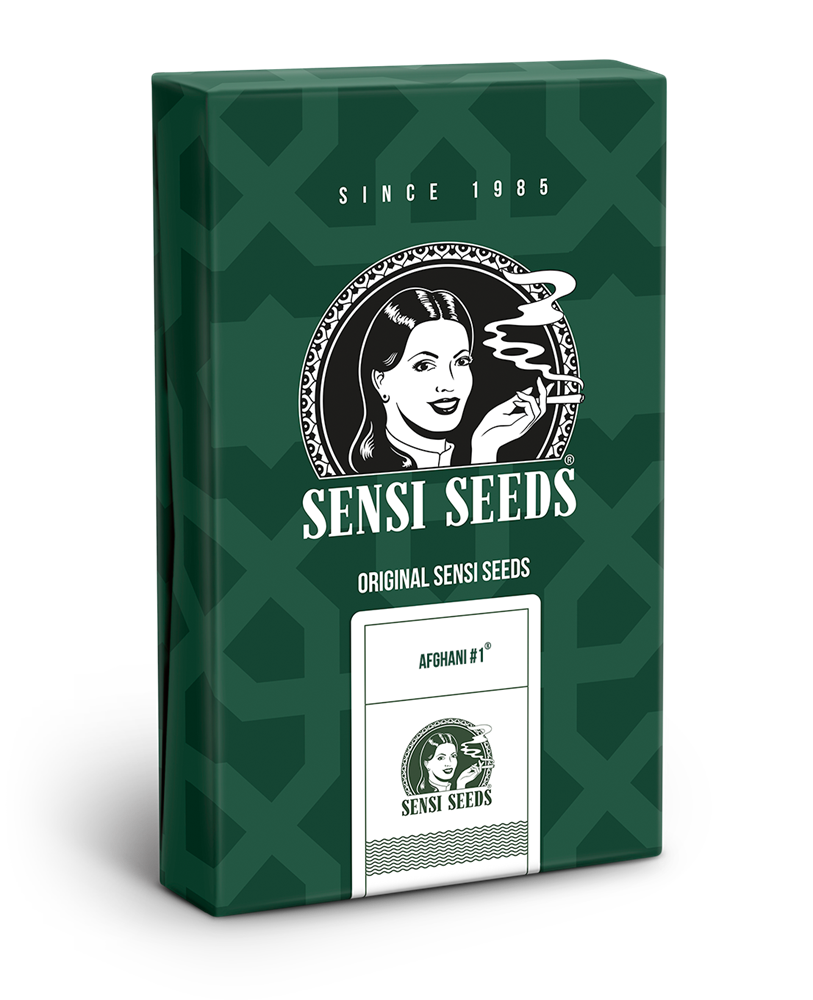 Sensi Seeds Afghani #1 Regulär