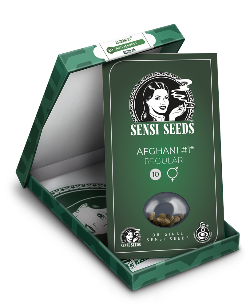 Sensi Seeds Afghani #1 Regulär