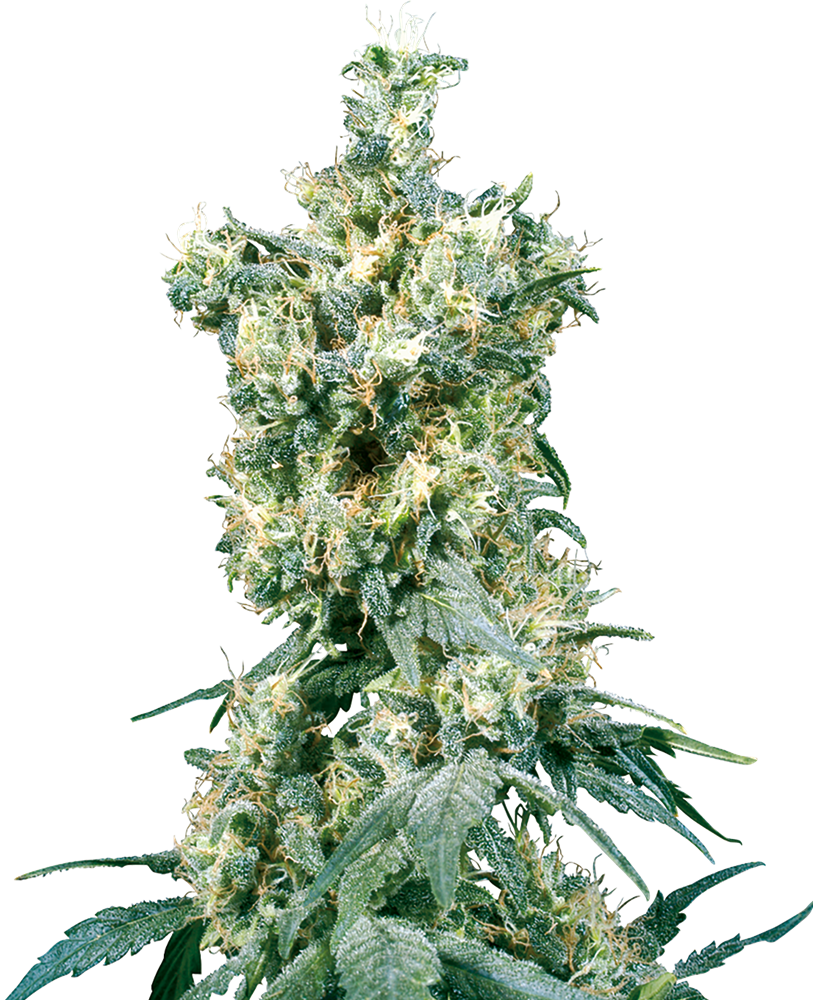 Sensi Seeds American Dream Regular