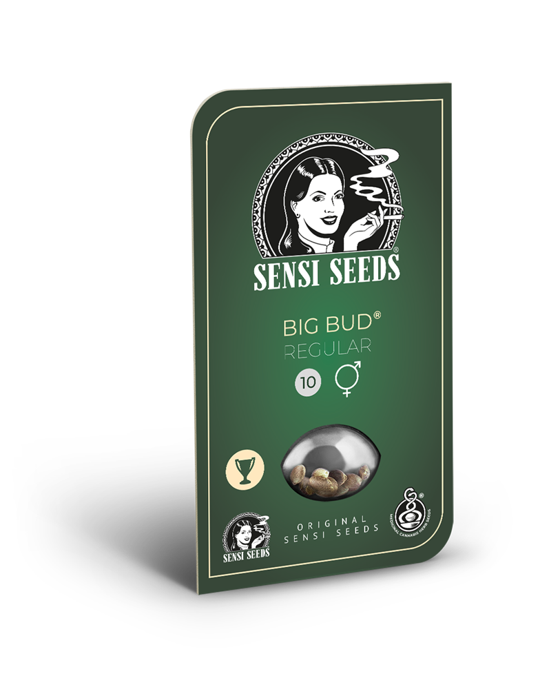 Sensi Seeds Big Bud Regular