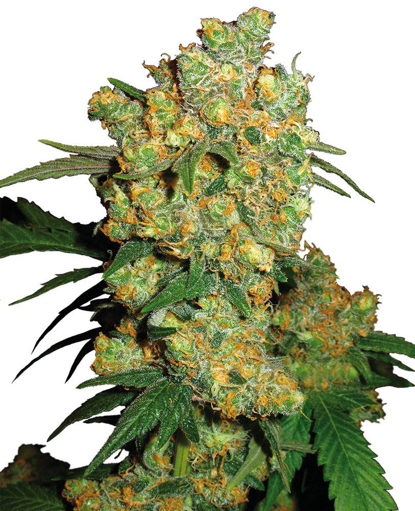 Sensi Seeds Big Bud Regular