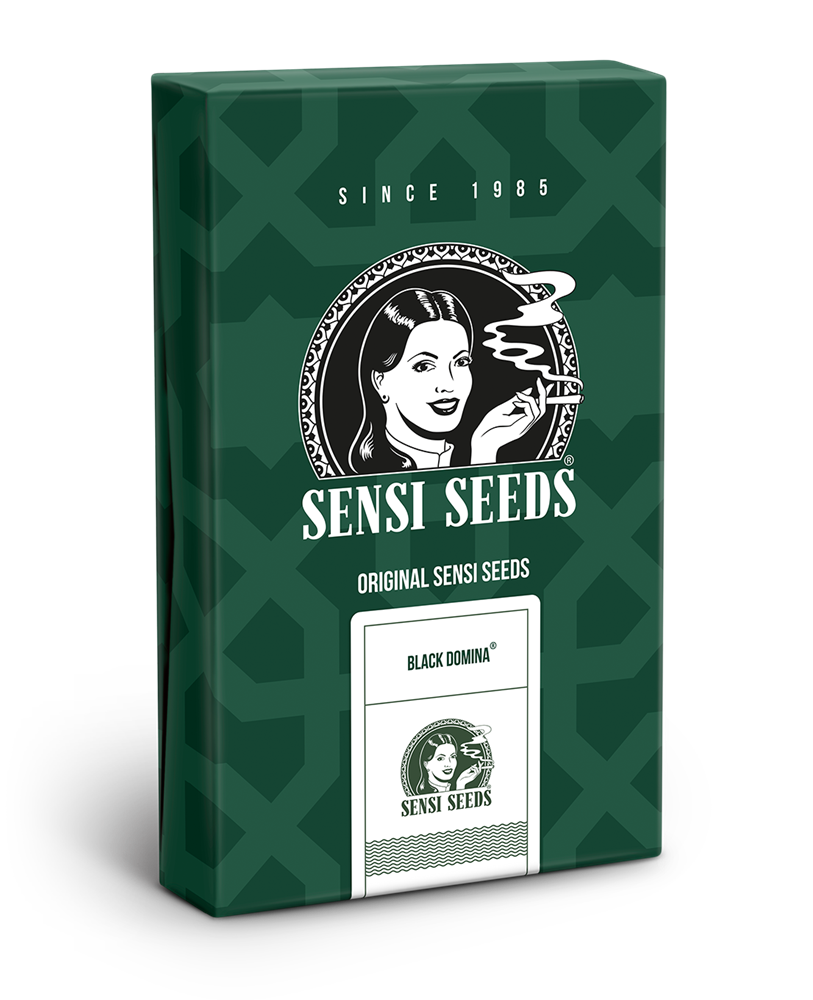 Sensi Seeds Black Domina Regular