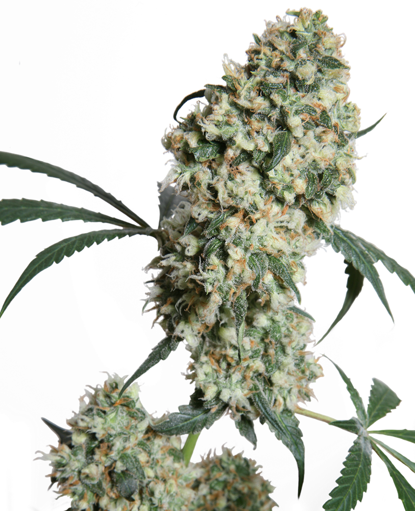 Sensi Seeds Ed Rosenthal Super Bud Regular