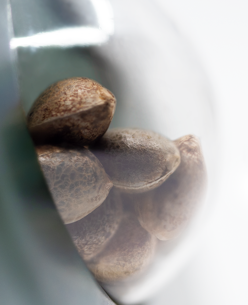 Sensi Seeds Indoor Mix Regulär