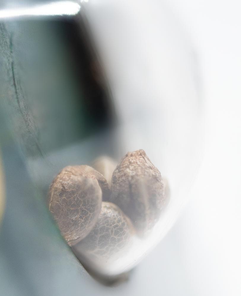 Sensi Seeds Jack Herer Regular