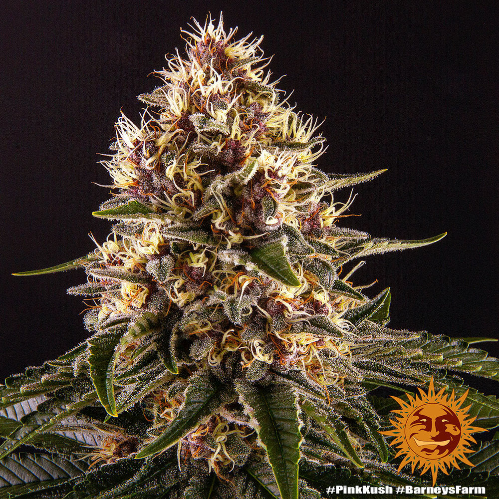 Barney's Farm Pink Kush feminisiert