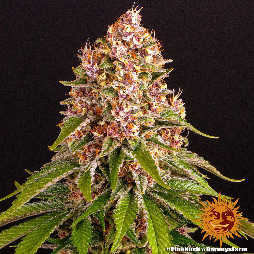 Barney's Farm Pink Kush feminisiert