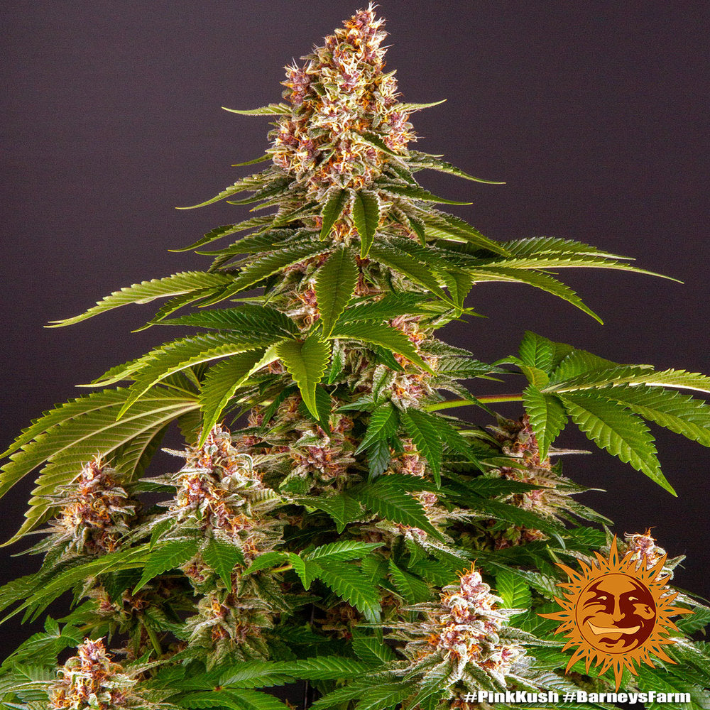 Barney's Farm Pink Kush feminisiert