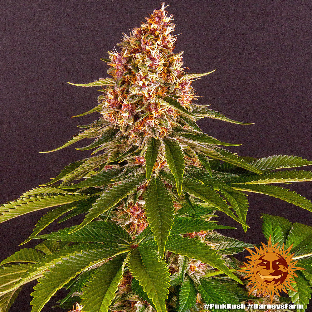 Barney's Farm Pink Kush feminisiert