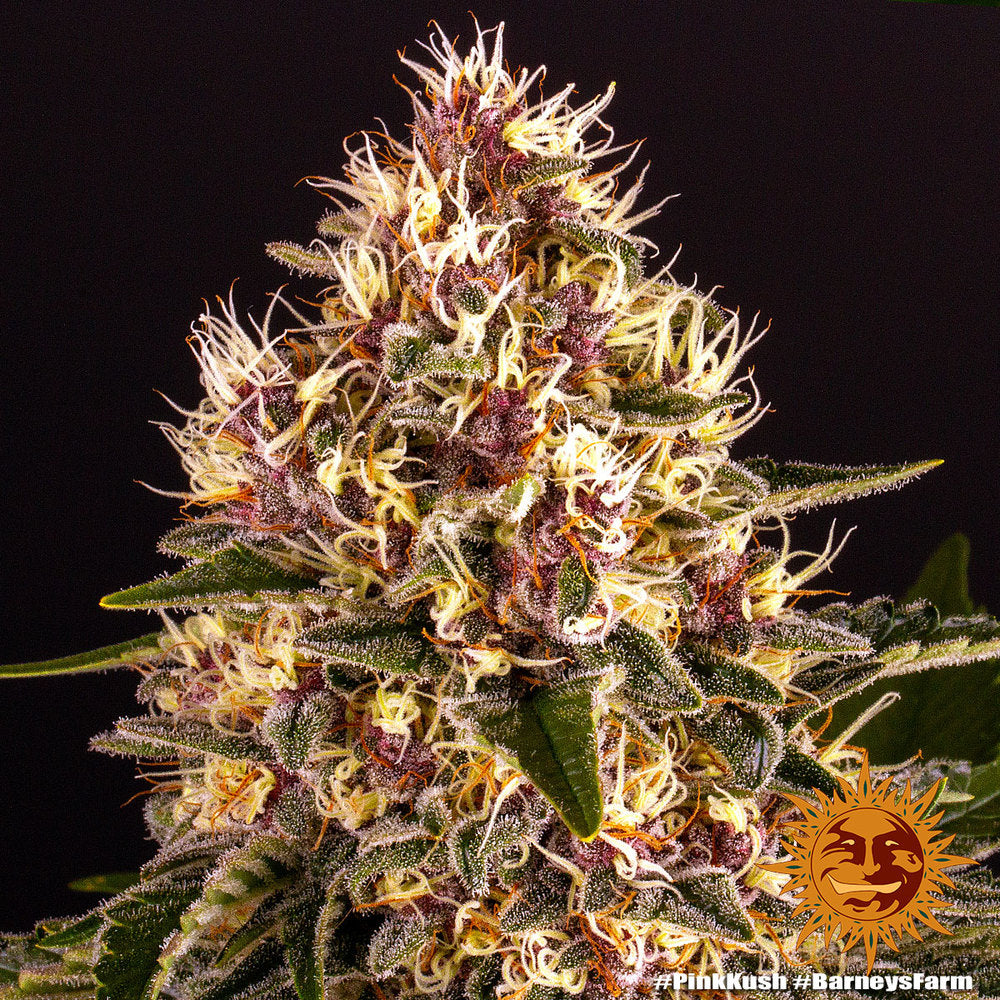 Barney's Farm Pink Kush feminisiert