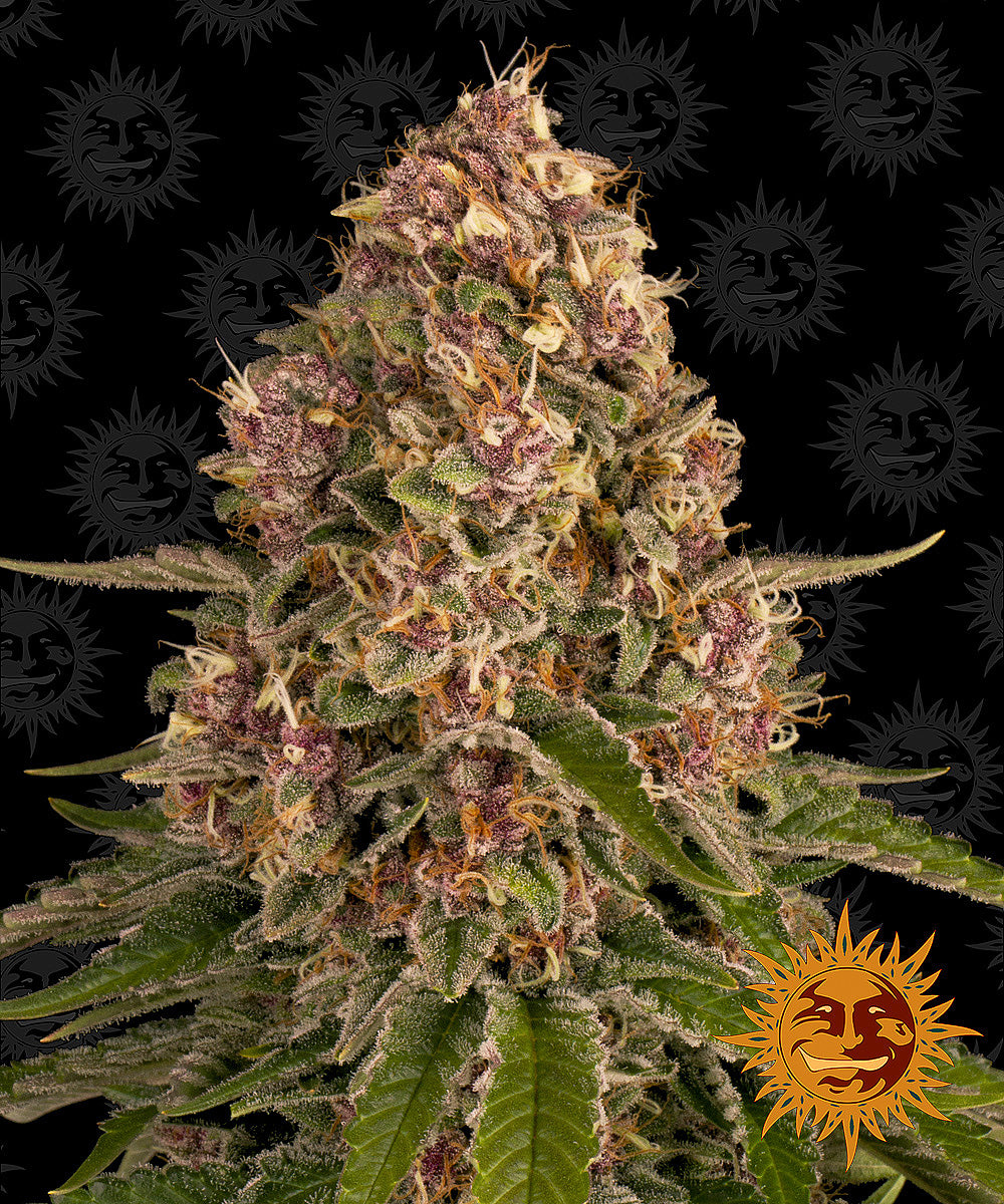 Barney's Farm Pink Kush feminisiert