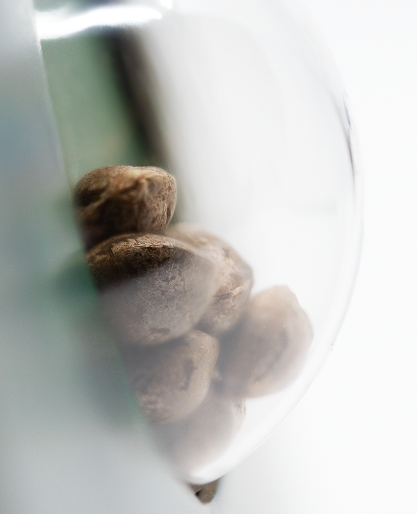 Sensi Seeds Skunk Kush Regulär