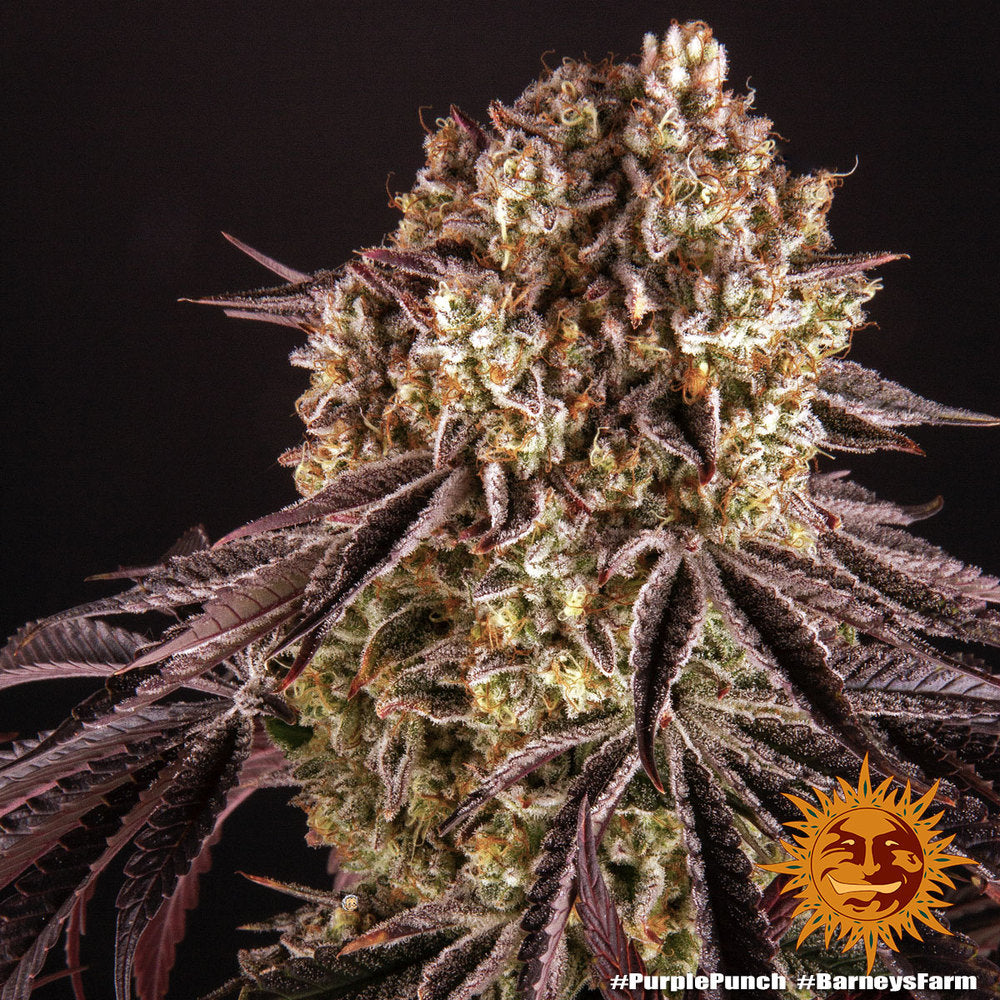 Barney's Farm Purple Punch Feminisiert