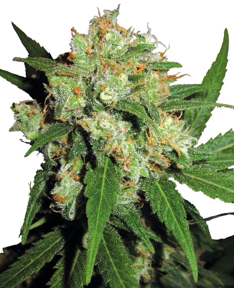 Sensi Seeds Sensi Skunk Regular