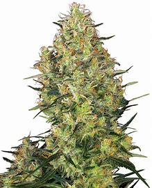 Sensi Seeds Shiva Skunk Regular