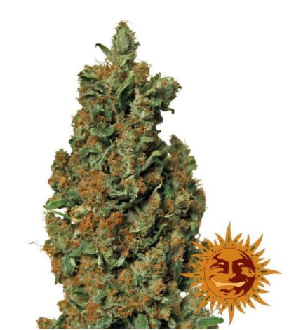 Barney's Farm Red Diesel Feminisiert