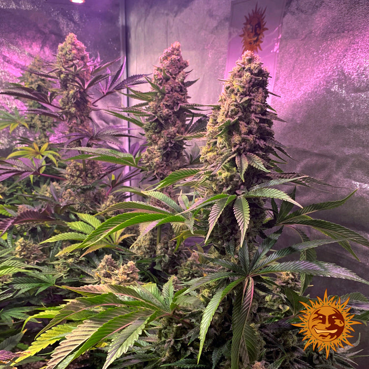 Barney's Farm Tropicanna Banana Feminisiert