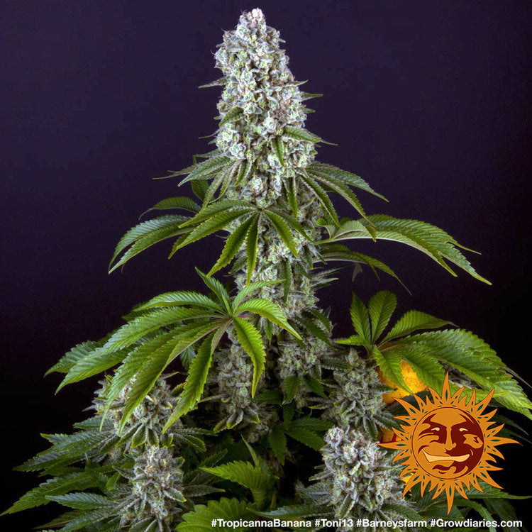 Barney's Farm Tropicanna Banana Feminisiert