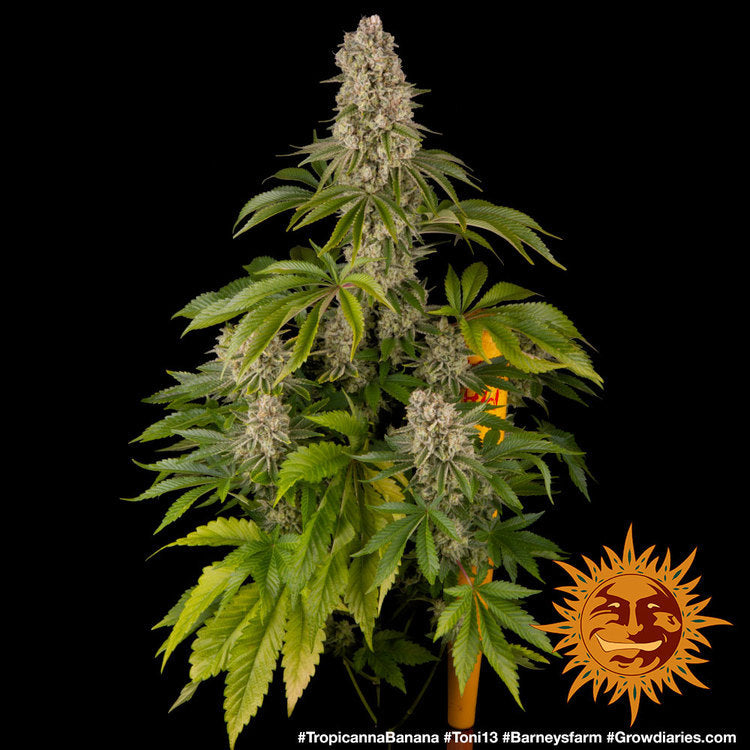 Barney's Farm Tropicanna Banana Feminisiert