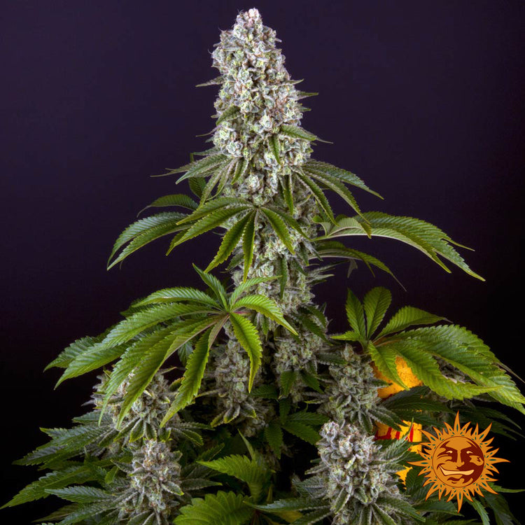 Barney's Farm Tropicanna Banana Feminisiert