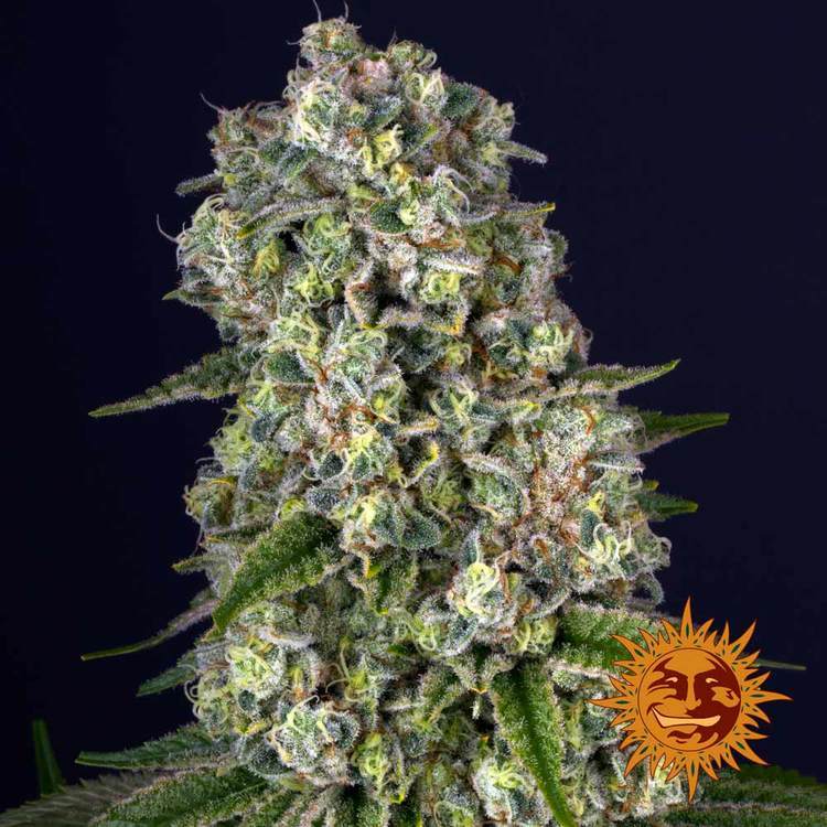Barney's Farm Tropicanna Banana Feminisiert
