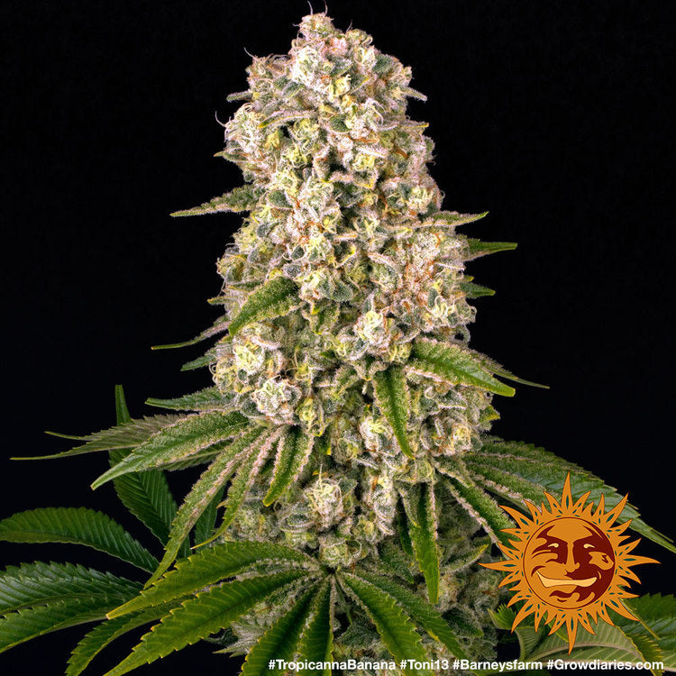 Barney's Farm Tropicanna Banana Feminisiert