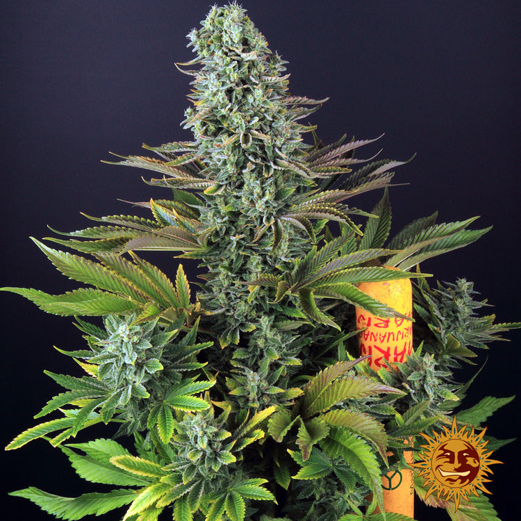 Barney's Farm Tropicanna Banana Feminisiert