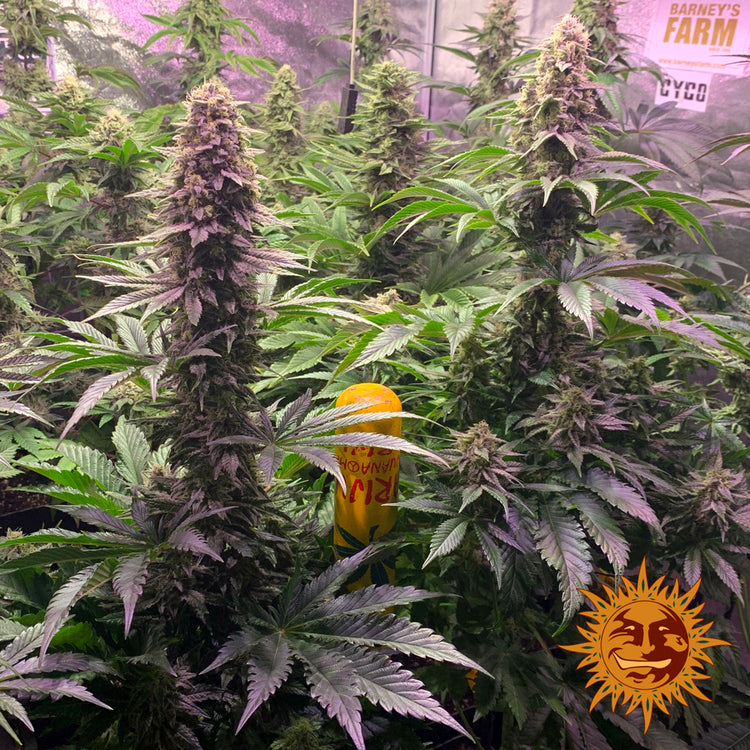 Barney's Farm Tropicanna Banana Feminisiert
