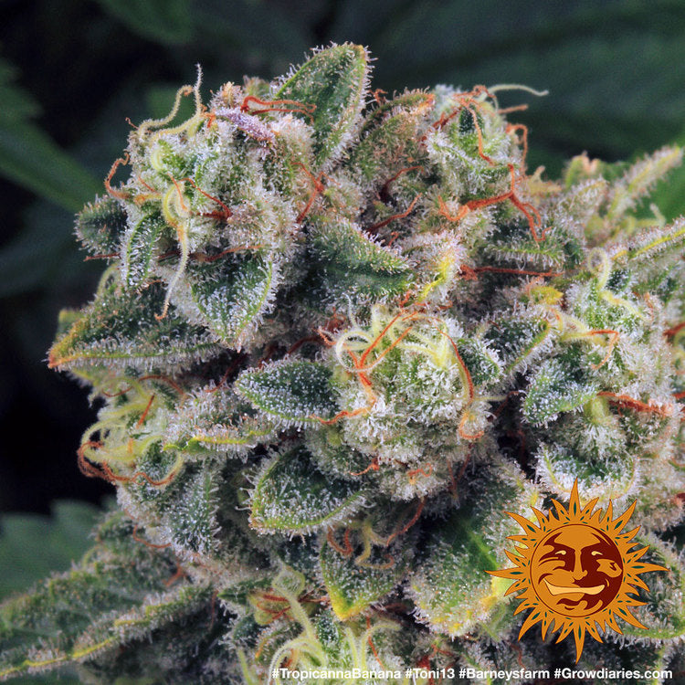Barney's Farm Tropicanna Banana Feminisiert