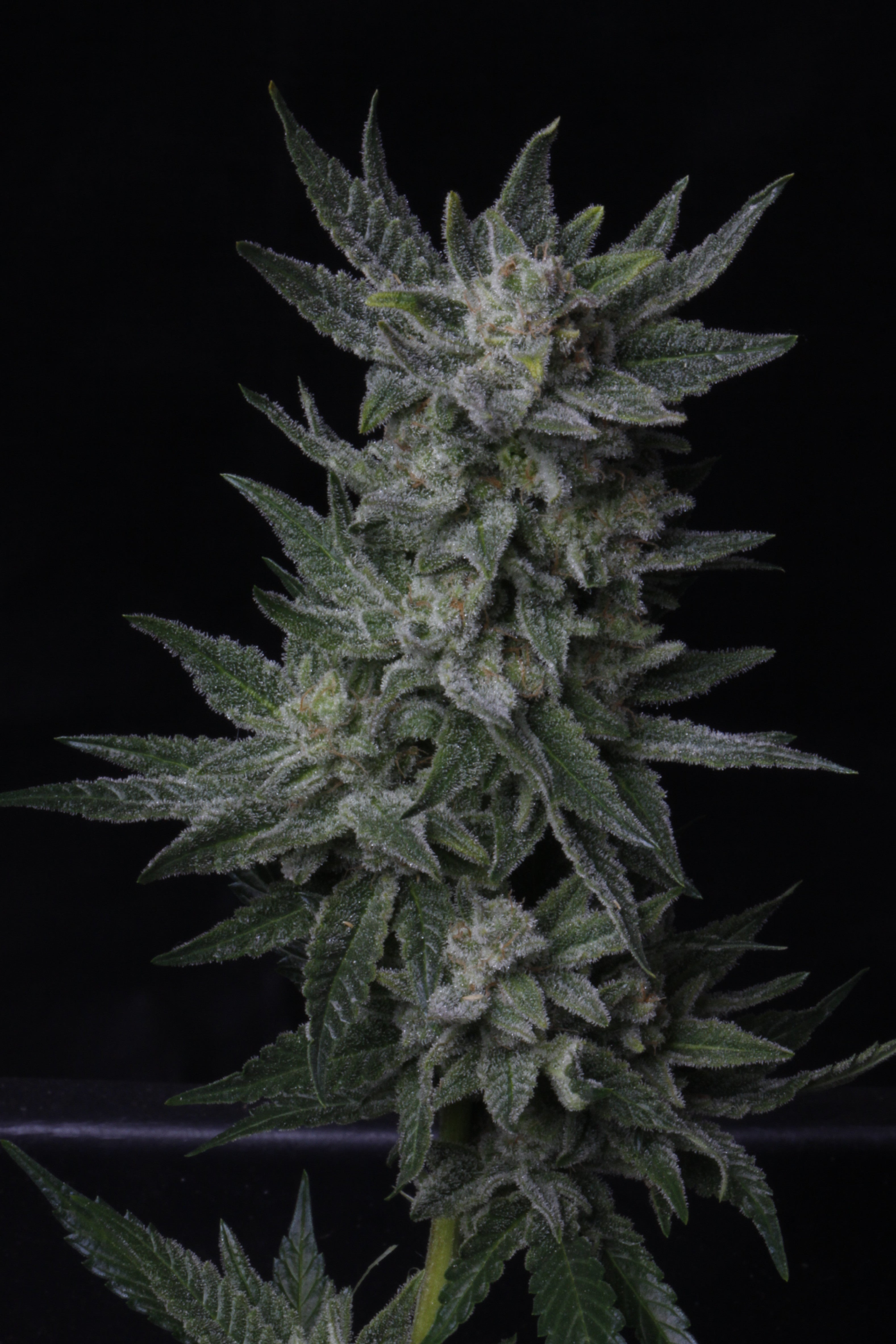 TH Seeds Auto Bubblegum Feminisierte Autoflower