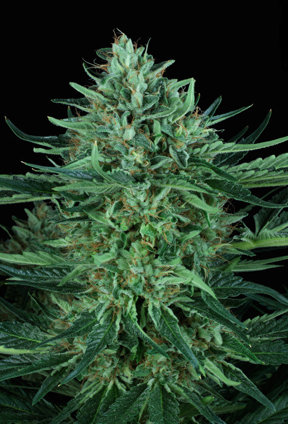 TH Seeds Cold Creek Kush Regulär