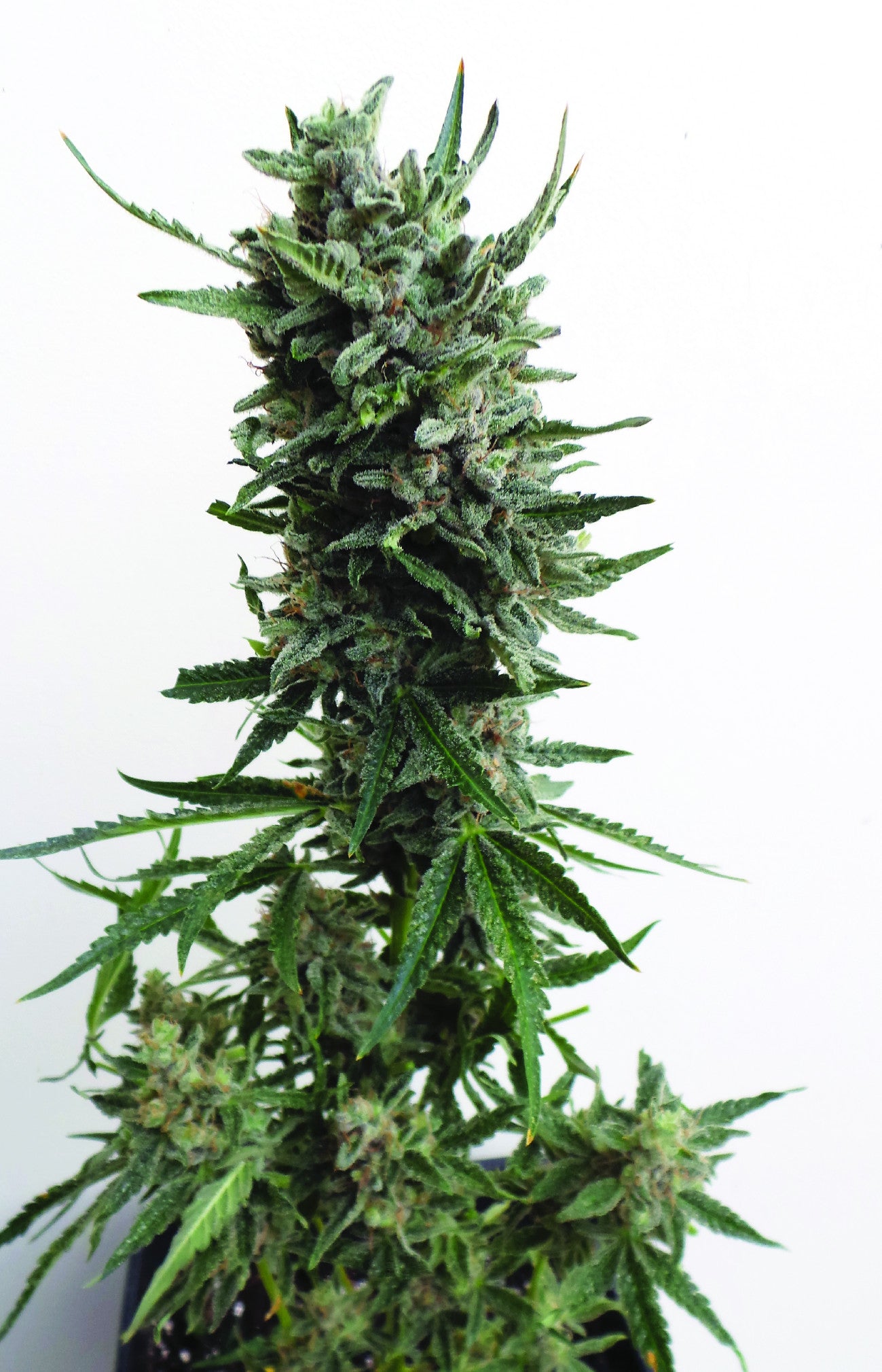 TH Seeds Auto Critical HOG Feminisierte Autoflower