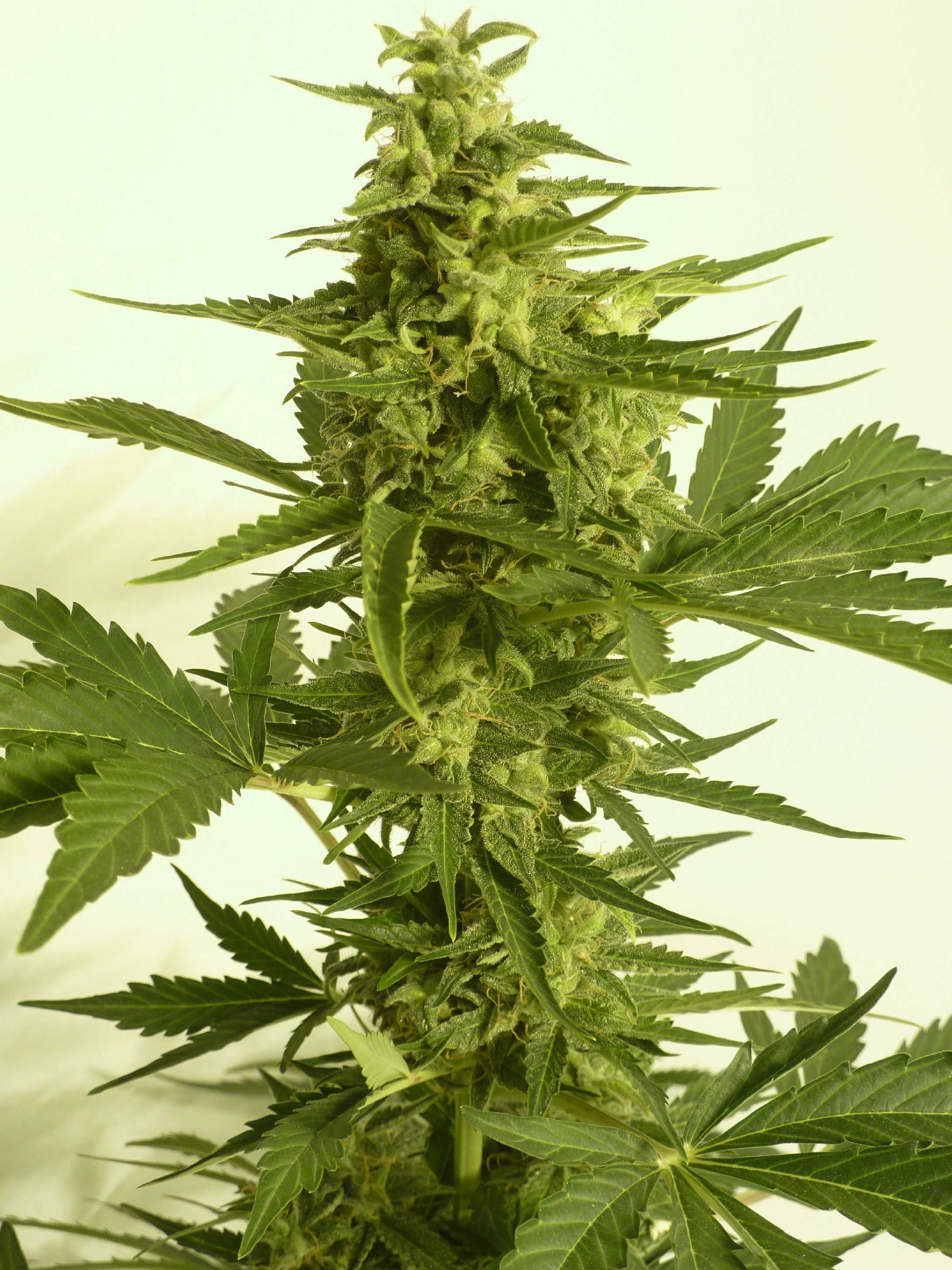 TH Seeds Auto Critical HOG Feminisierte Autoflower