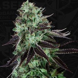 TH Seeds Darkstar Kush, feminisiert