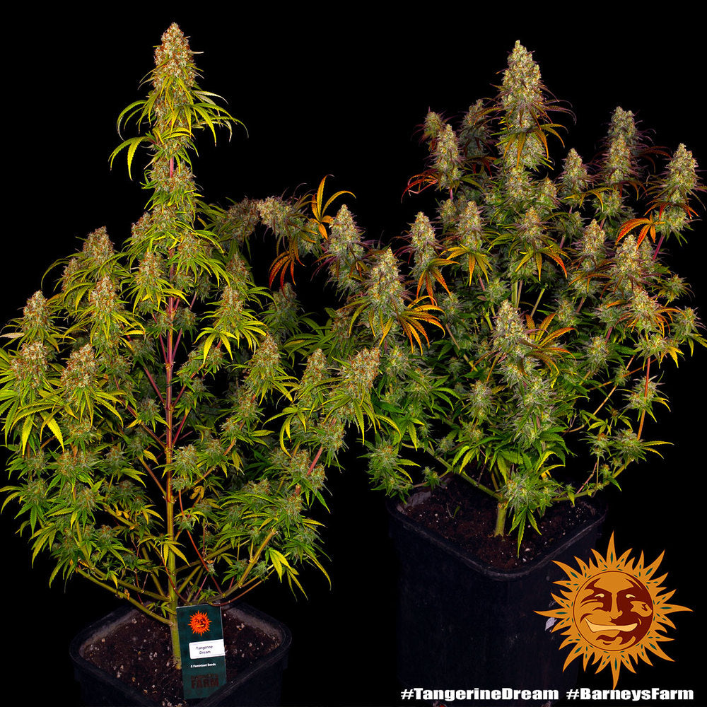 Barney's Farm Tangerine Dream Feminisiert