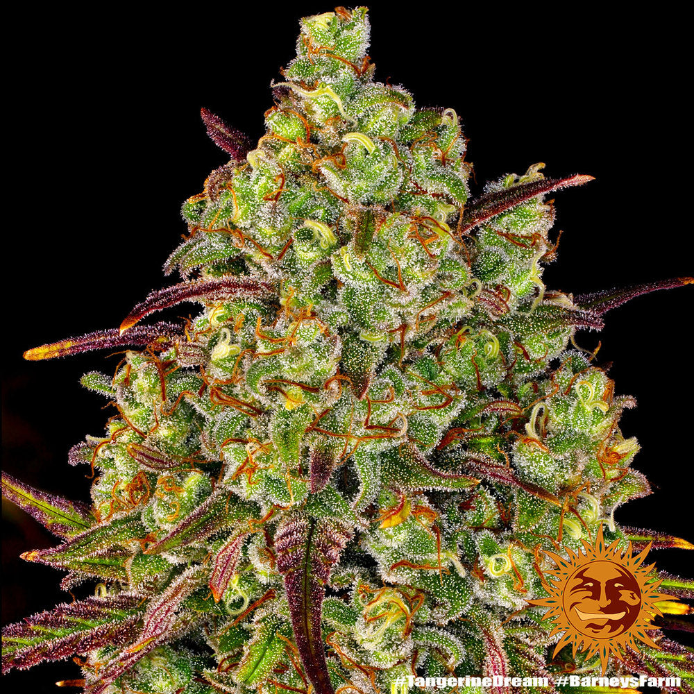 Barney's Farm Tangerine Dream Feminisiert