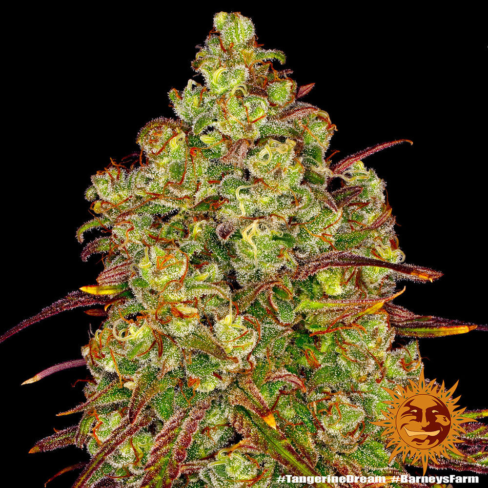 Barney's Farm Tangerine Dream Feminisiert