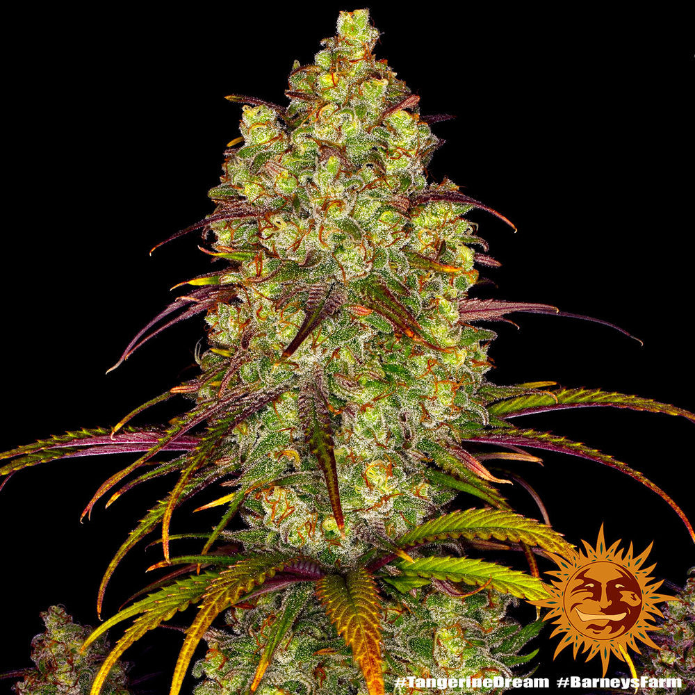 Barney's Farm Tangerine Dream Feminisiert