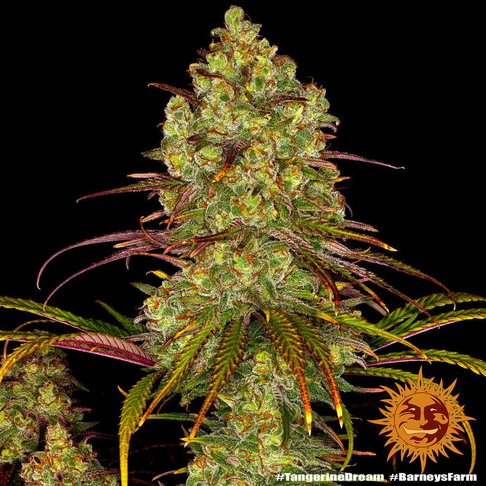 Barney's Farm Tangerine Dream Feminisiert