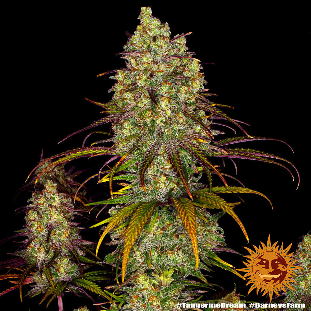 Barney's Farm Tangerine Dream Feminisiert