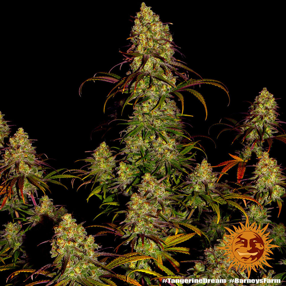 Barney's Farm Tangerine Dream Feminisiert