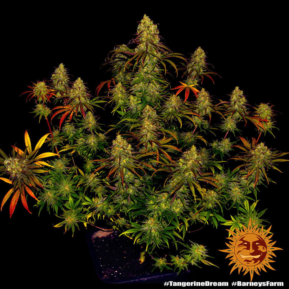 Barney's Farm Tangerine Dream Feminisiert