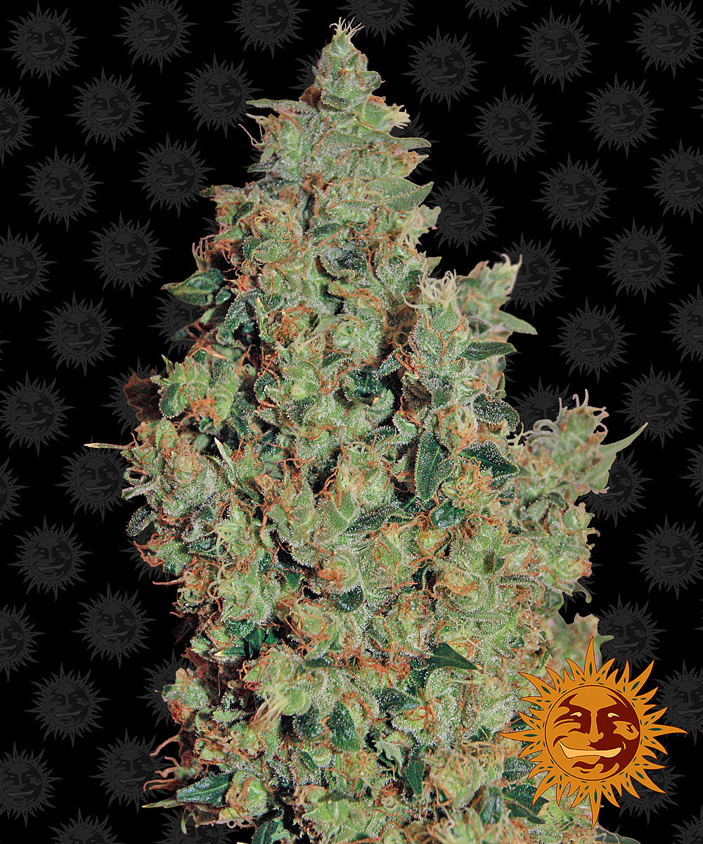 Barney's Farm Tangerine Dream Feminisiert