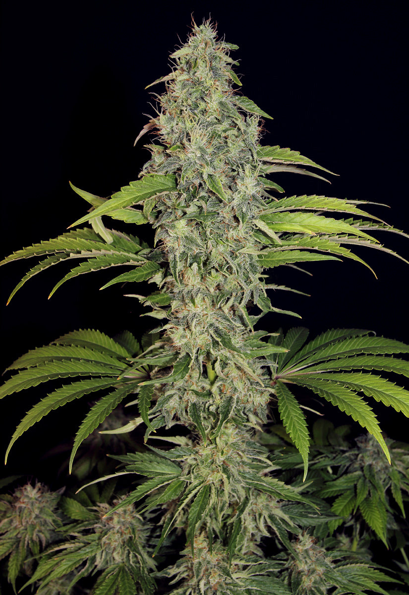 TH Seeds La SAGE CBD feminisiert