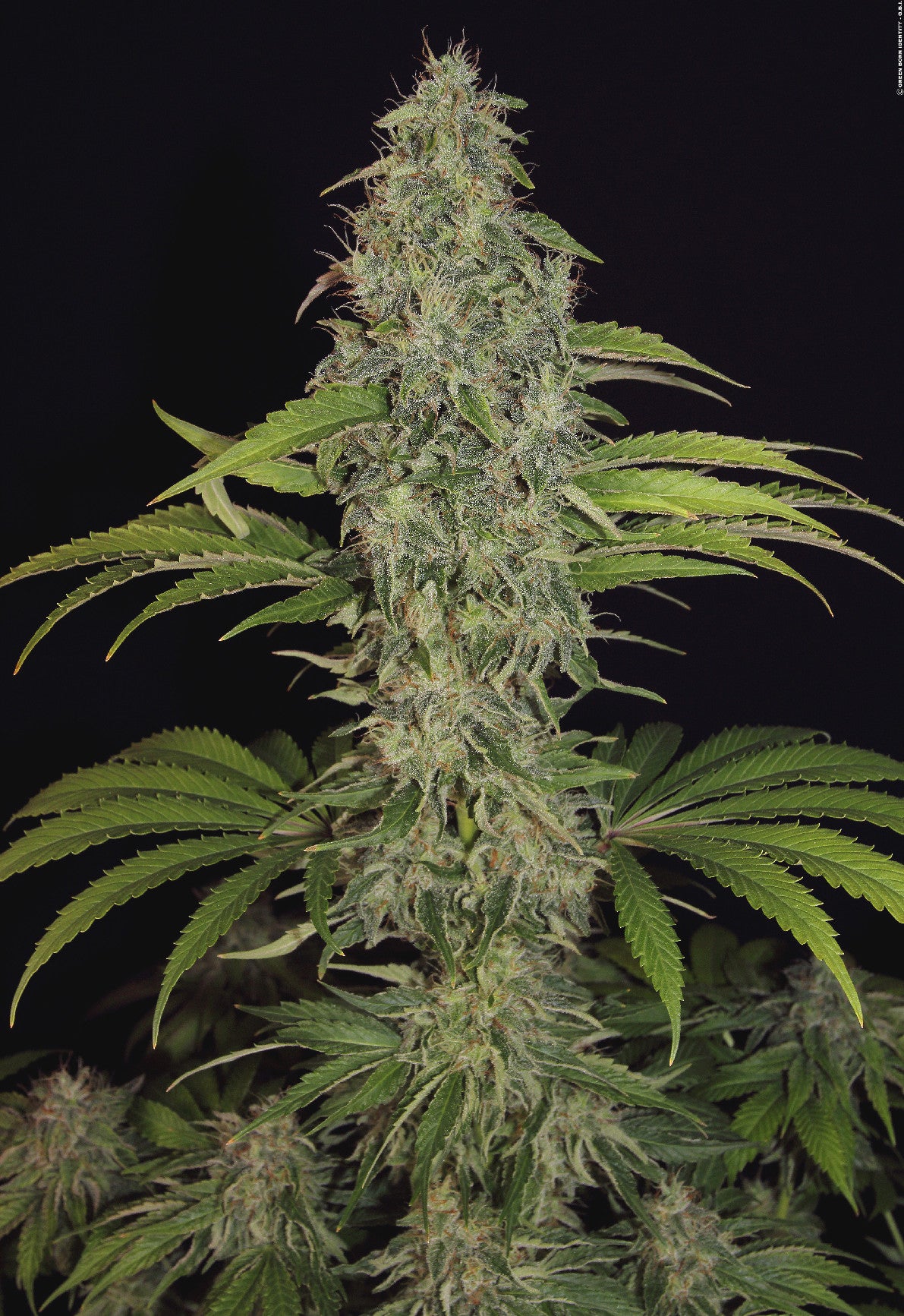 TH Seeds La SAGE CBD feminisiert