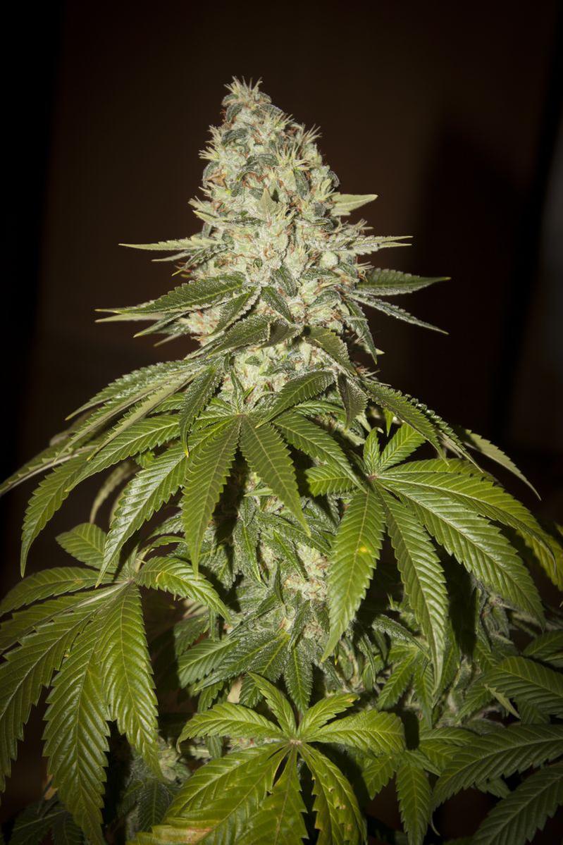 TH Seeds MK-Ultra Kush Feminisiert