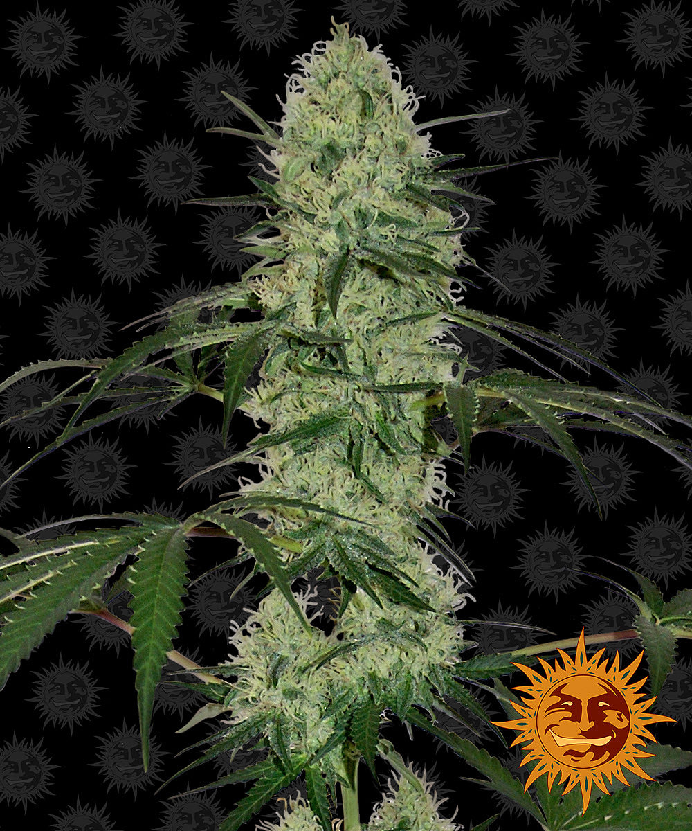 Barney's Farm Tangerine Dream Auto Feminisierte Autoflower