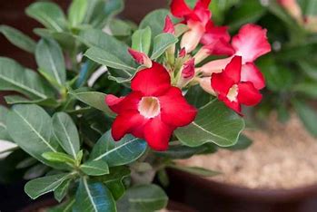 Adenium Obesum Erdbeere
