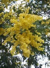 Akazie - Akazie Dealbata